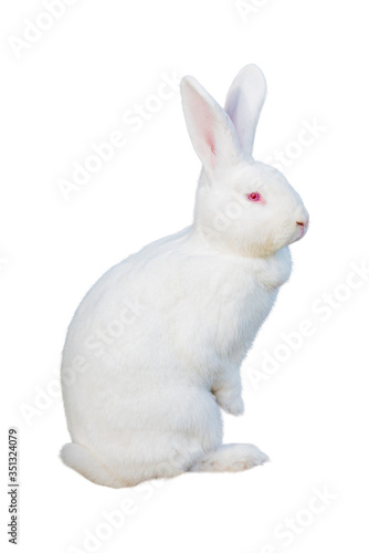 A rabbit isolated against white background © EwaStudio