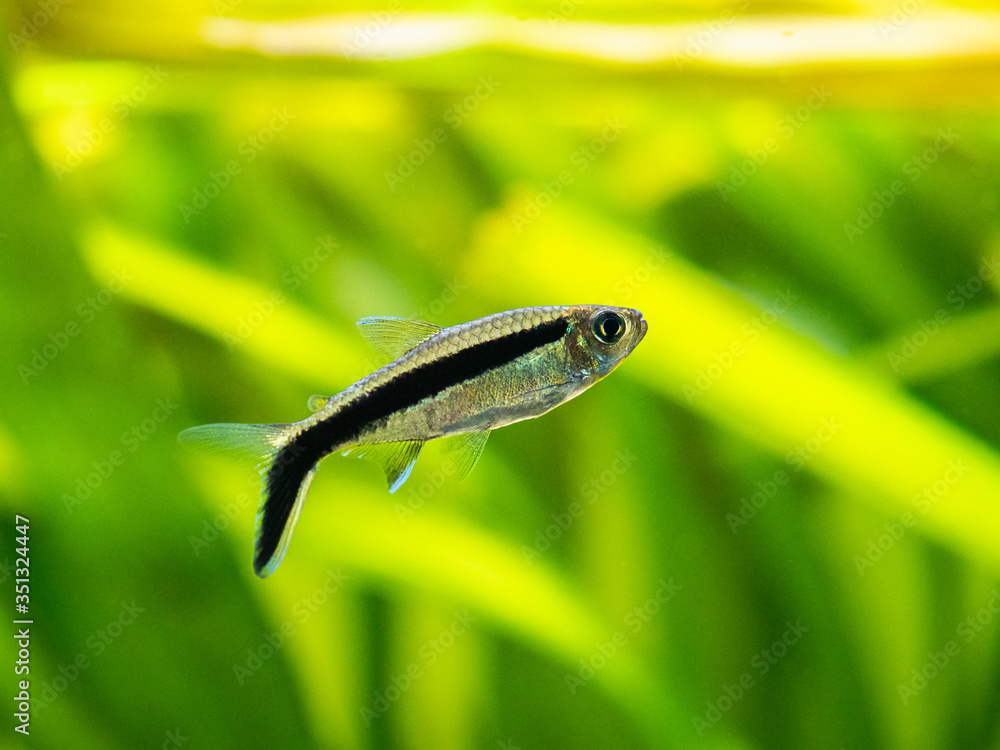 Penguin tetra (Thayeria boehlkei ) isolated in a fish tank with blurred background Penguin tetra (Thayeria boehlkei ) isolated in a fish tank with blurred background