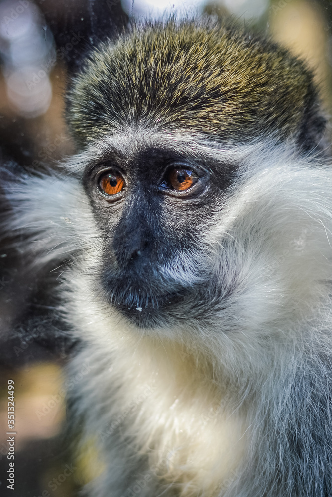 Portrait of an African Vervet Monkey - Chlorocebus aethiops - The grivet (Chlorocebus aethiops), also known as African green monkey and savanah monkey Portrait of an African Vervet Monkey - Chlorocebus aethiops - The grivet (Chlorocebus aethiops), also known as African green monkey and savanah monkey