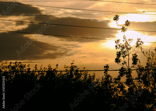 Trees and wires at sunset