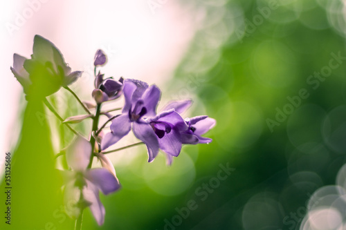 purple flowers in the garden