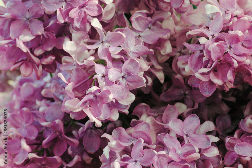 Flowers and Petals Lilac
