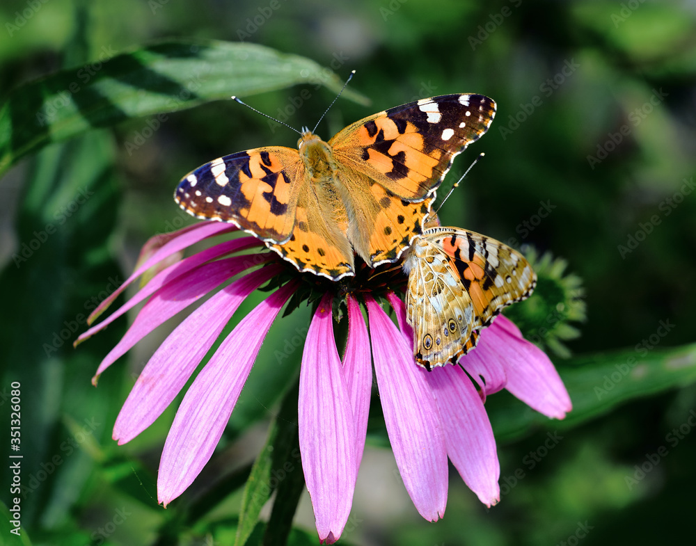 Two colorful butterfly nymphalid Admiral resting on a pink echinacea flower. Two colorful butterfly nymphalid Admiral resting on a pink echinacea flower.