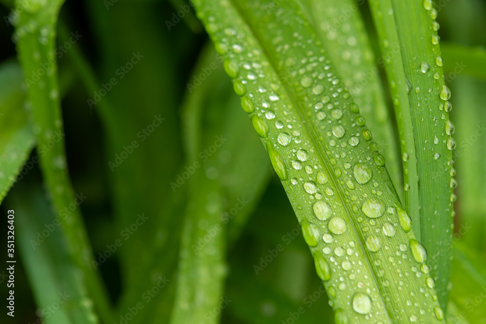 Water drops in green leaf Water drops in green leaf
