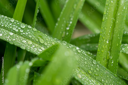 Water drops in green leaf