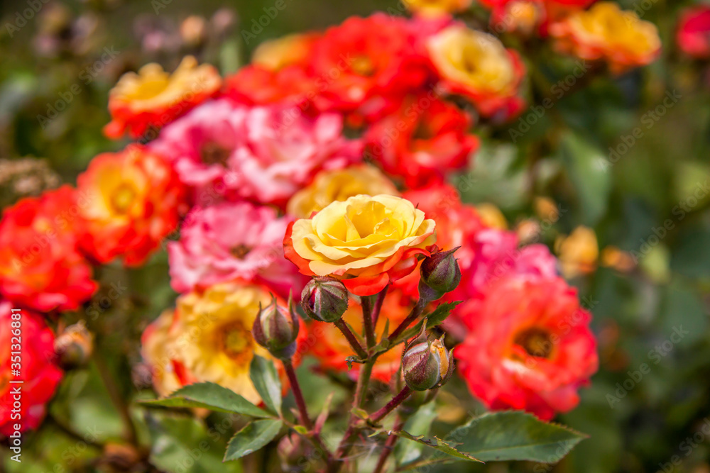 Bright roses in the garden. A bed of flowers. Yellow rose. Bright roses in the garden. A bed of flowers. Yellow rose.