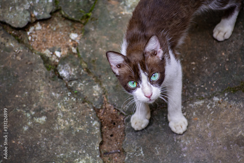black and white cat