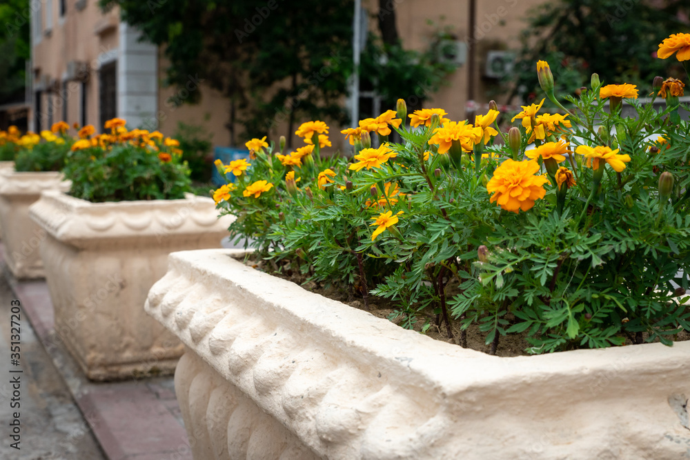 Bright flowers growing in flower beds. decorations in the city center. old stone flower beds. empty street. Flowers in flower beds are arranged in a row. A beautiful background. side view