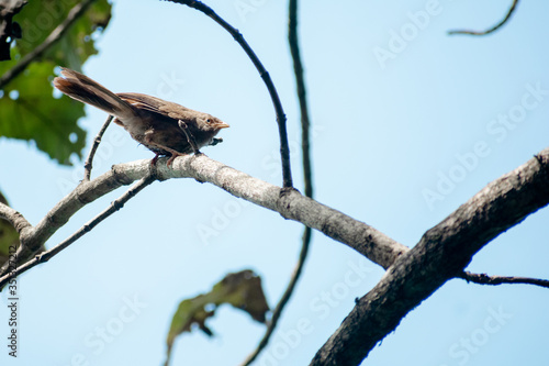 bird on branch