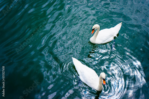 Two white swans in sea close-up.