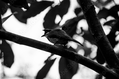 bird on a branch