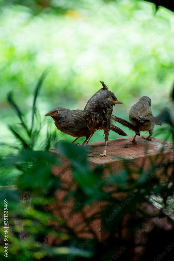 Fototapeta premium Jungle babblers after a bath