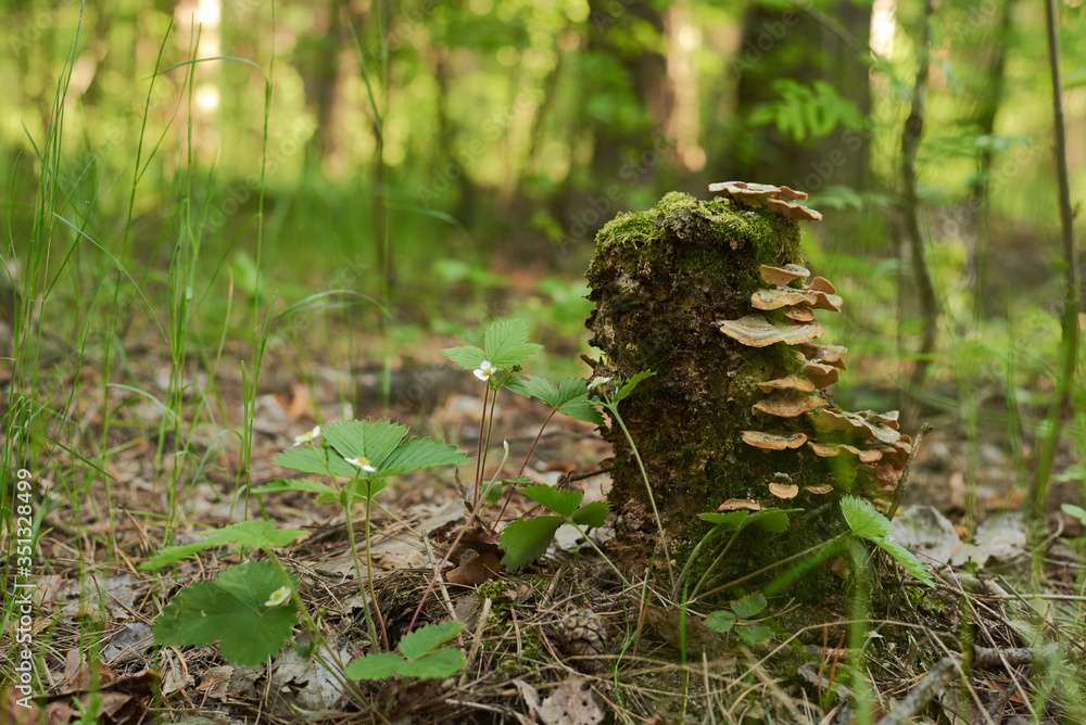 Obraz premium mushrooms in the forest