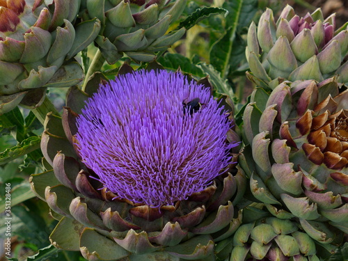 purple artichoke flower