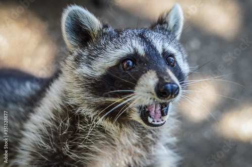 Cute Raccoon portrait close up - Procyon lotor