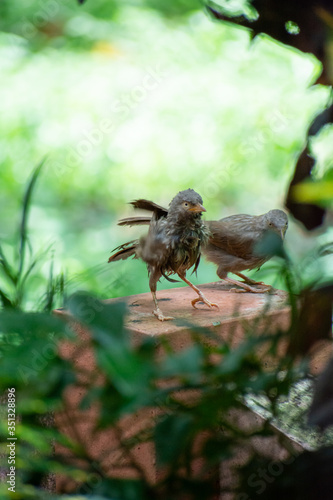 Jungle babblers after a bath