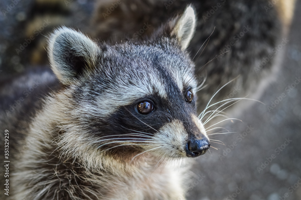 Cute Raccoon portrait close up - Procyon lotor Cute Raccoon portrait close up - Procyon lotor