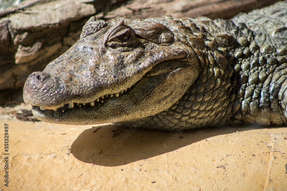 Obraz premium Static big crocodile staring at the camera