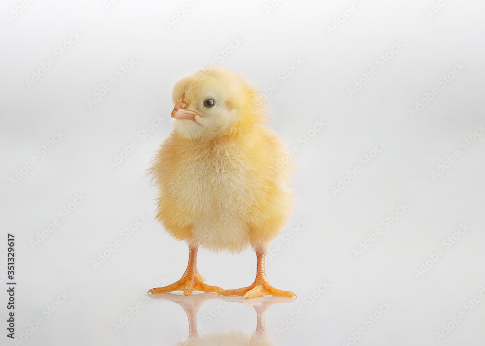 pollito pollito