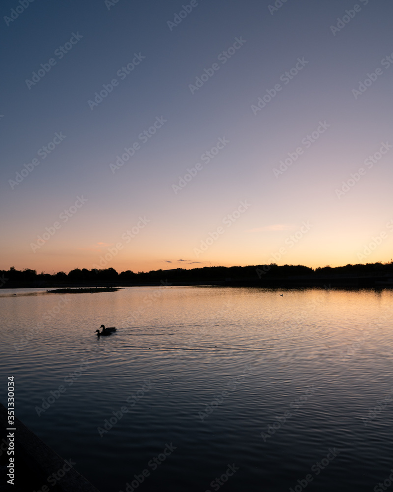 Two ducks are swimming away as the spring sun sets over a calm lake in the town of Lund, Sweden