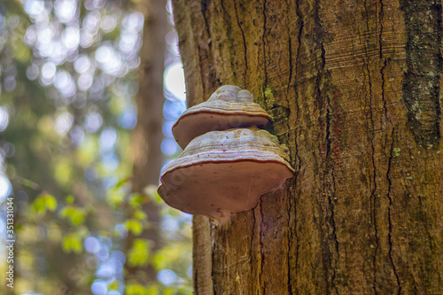 Polyporus - mushroom on a tree trunk, in the forest, close up view