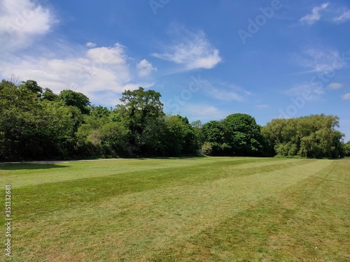 trees in the park