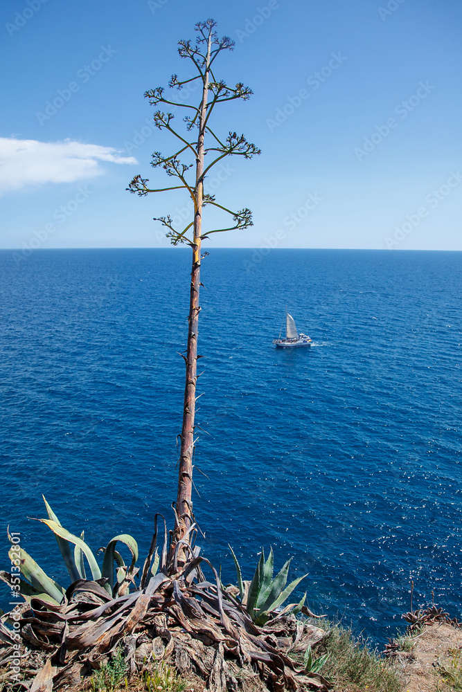 Dry plant on a cliff of the Mediterranean Sea against the background of a floating yacht