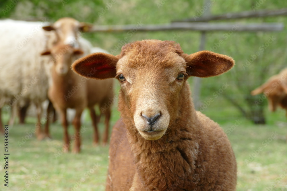 Portrait of a brown lamb or very young sheep of the German breed Coburger Fuchsschaf Portrait of a brown lamb or very young sheep of the German breed Coburger Fuchsschaf