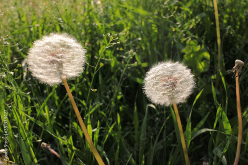 Blowballs on the wind against the setting sun. White fluffy dandelion heads on the summer lawn on the natural green grass background