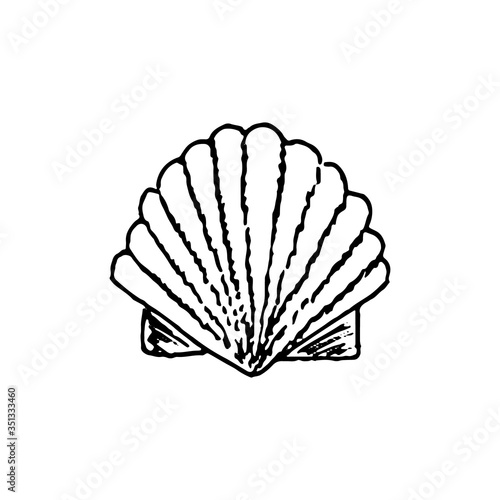 Sea ocean shell with pearl isolated on white background. Vector hand drawn illustration in reralistic sketch doodle style. Concept of beach, collection, underwater animal, diving, souvenir.