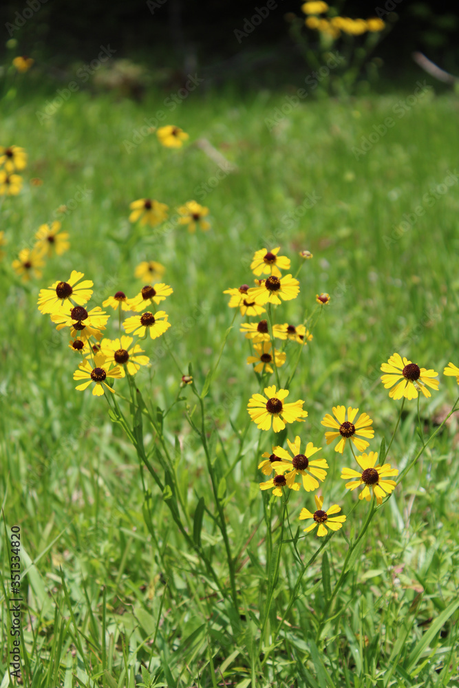Obraz premium Wild Southern Field Daisies