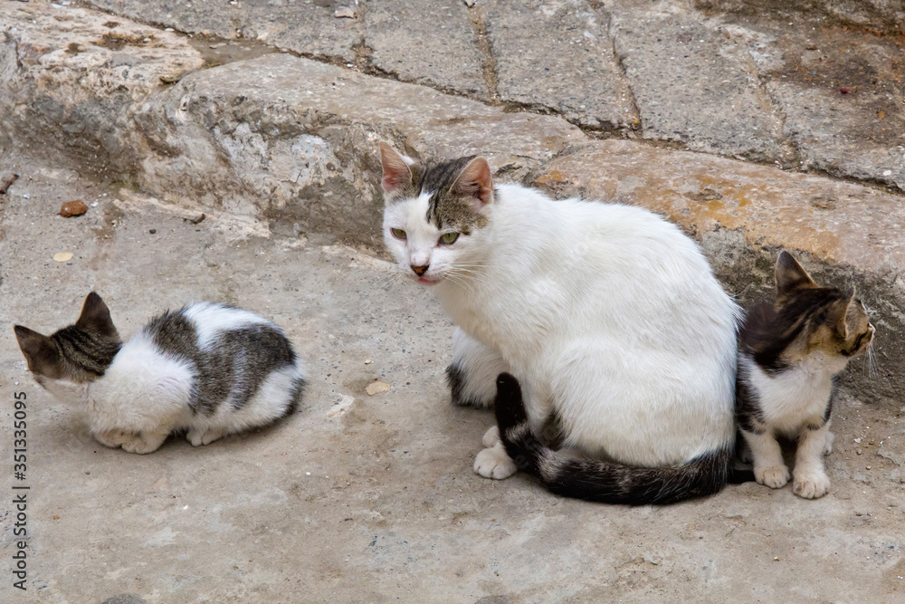 Domestic cat with small kitties in moroccan Medina quarter.