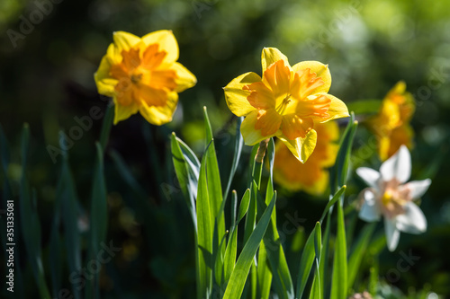 Yellow daffodils in spring garden