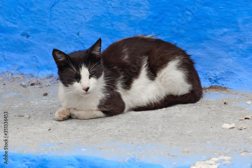 Black and white cat lying on the street ground in Medina quarter in Morocco.