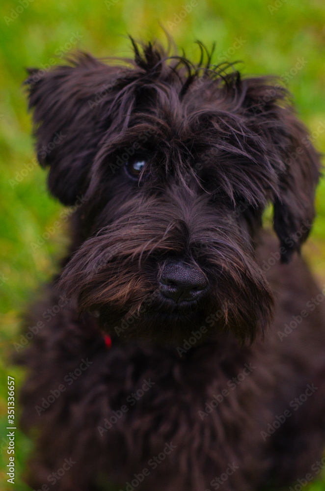 A black puppy. Black schnauzer, green background