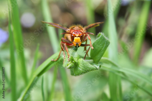 a hornet on a leaf closeup © mschauer