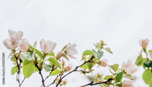 Spring flower background. Blooming Quince tree with white flowers. Blooming branch of Quince -Cydonia oblonga.