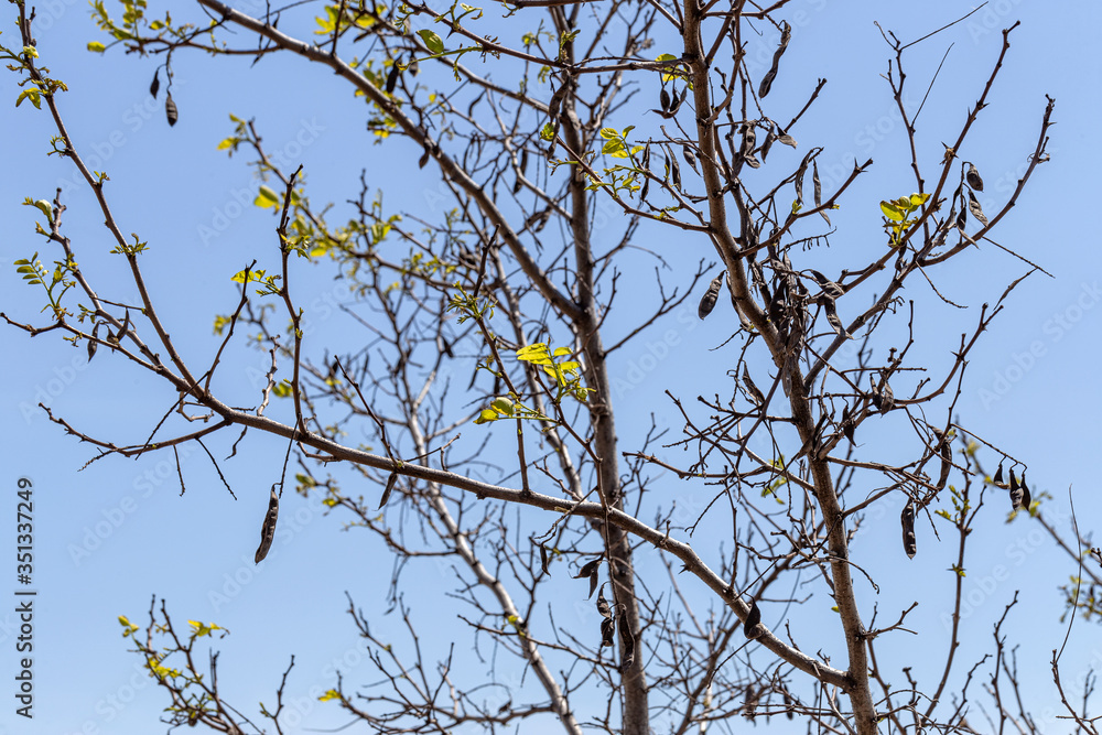 Drought. Dry tree cannot dissolve leaves due to lack of moisture after snowless winter. Dying tree during drought of climate warming. Concept of climate change and environmental degradation of planet Drought. Dry tree cannot dissolve leaves due to lack of moisture after snowless winter. Dying tree during drought of climate warming. Concept of climate change and environmental degradation of planet