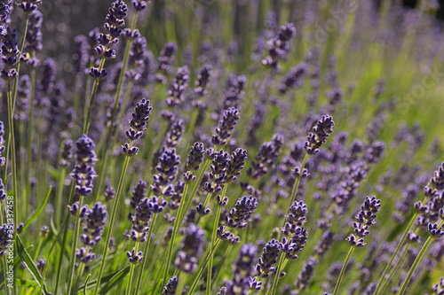 Fototapeta Naklejka Na Ścianę i Meble -  Lavendel in der Provence
