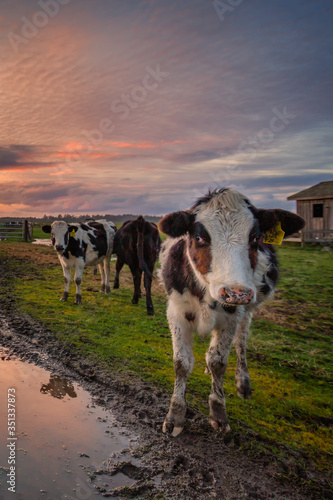 A Group of Friendly Cows Enjoying the Sunset