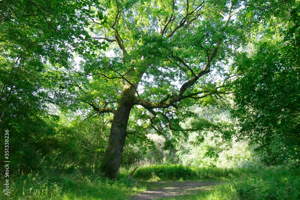 Fototapeta premium Die Ile de Rhinau im Elsass im Frühling