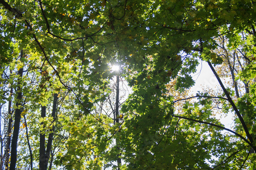 Autumn forest in Ukraine, trees, colorful leaves, beautiful view