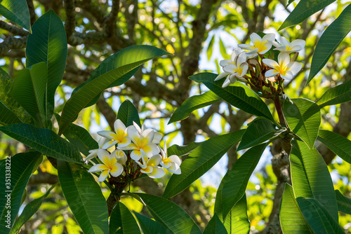 Blooming frangipani and textured leaves in backlight, Hope Island, Queensland, Australia