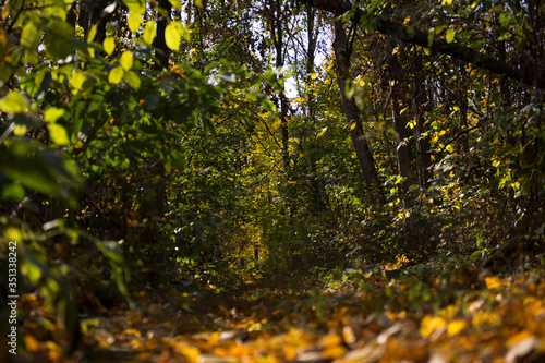 Deep in the autumn forest, the beauty of the forest, autumn in the forest