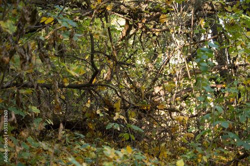 Deep in the autumn forest, the beauty of the forest, autumn in the forest