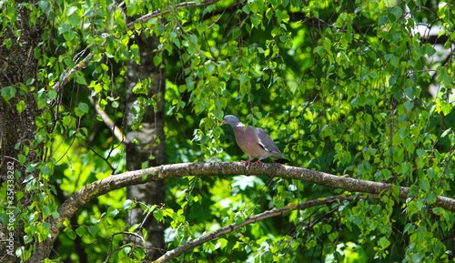 A lone pigeon sitting on a bright green tree. Bright summer day. The concept of birds and the environment. © Stepanych