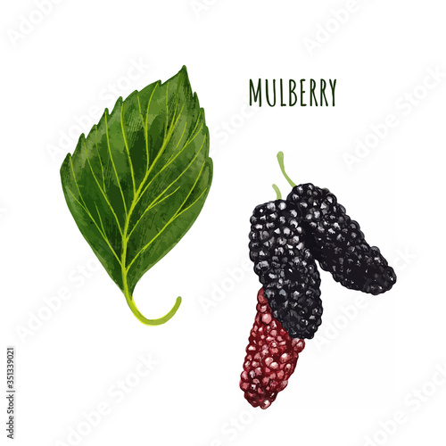 Sweet mulberries with leaf, hand drawn watercolor