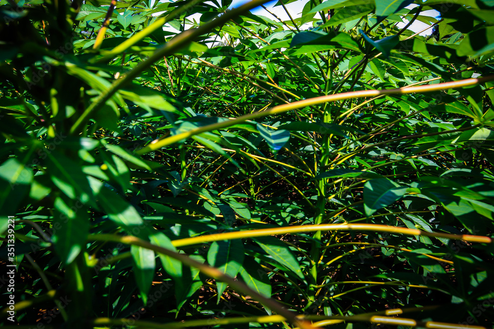 Dew drops on cassava leaves in the morning Dew drops on cassava leaves in the morning