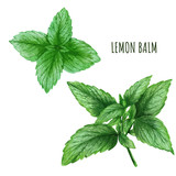 Watercolor lemon balm leaves, tea plant, hand drawn