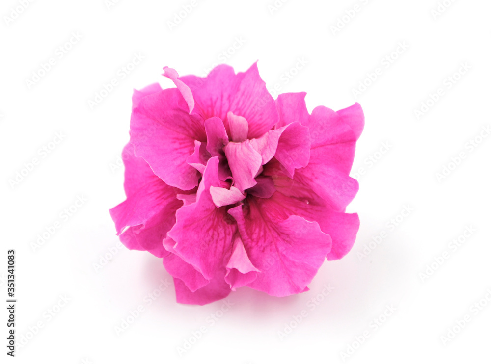 pink flower beautiful Petunia close up on white background rose petals